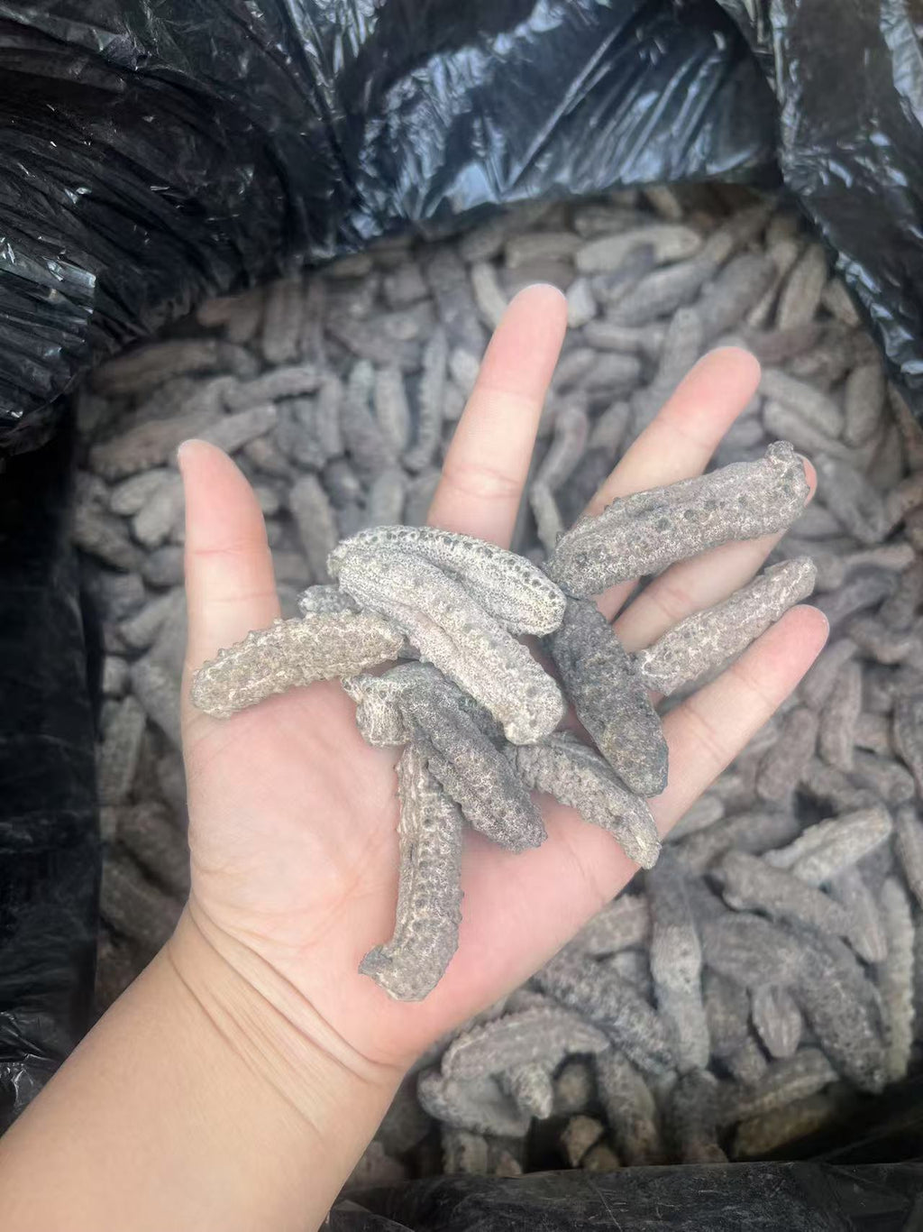 南美刺参