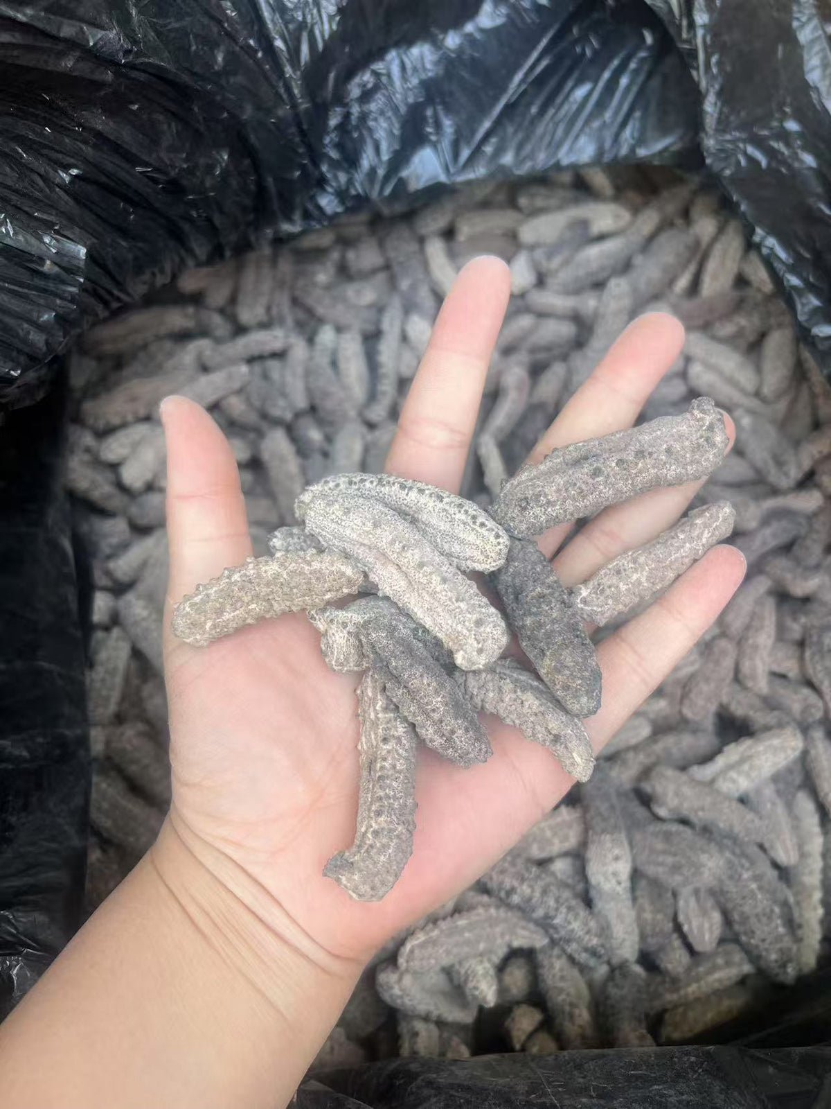 南美刺参