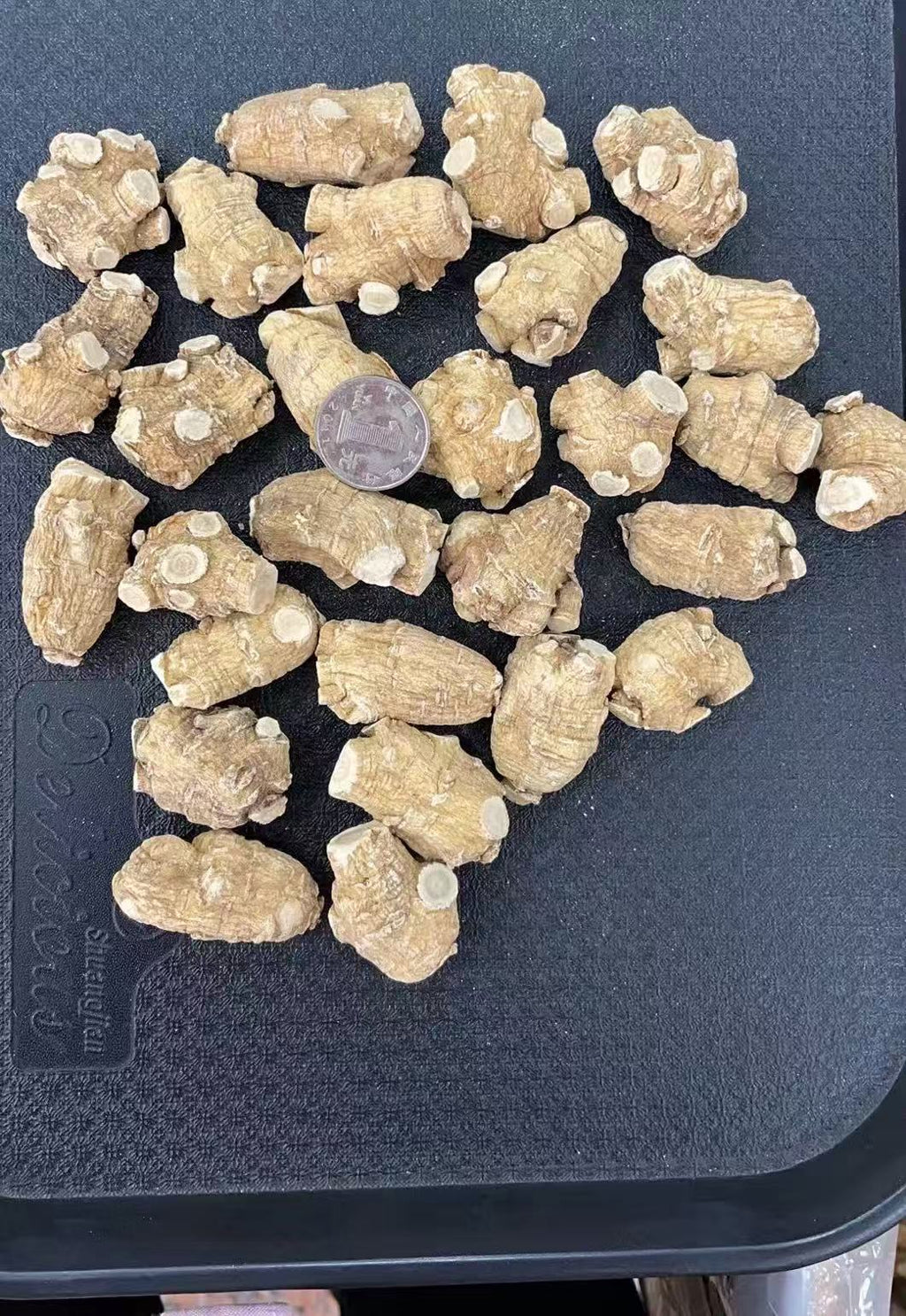 花旗参短泡