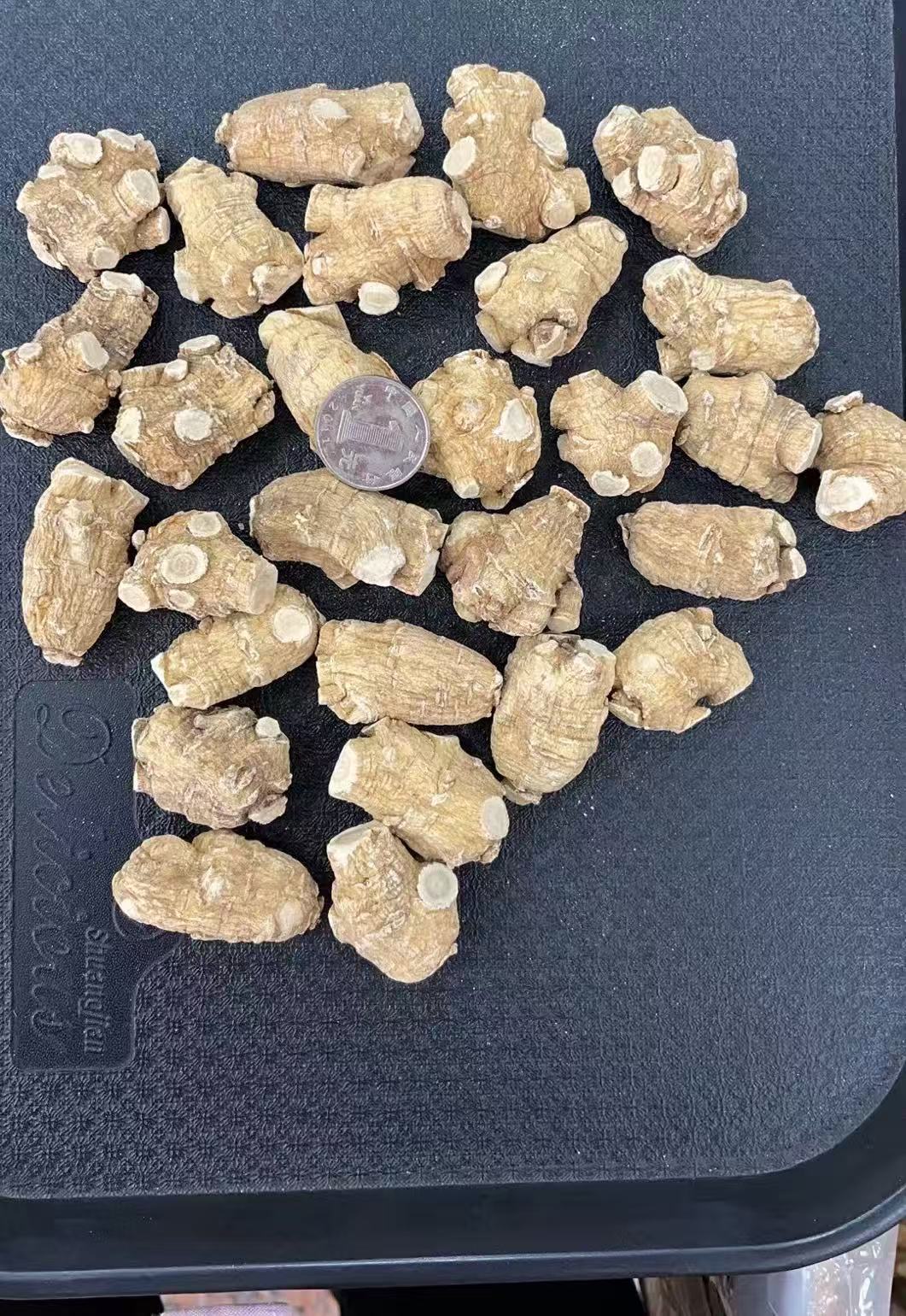 花旗参短泡