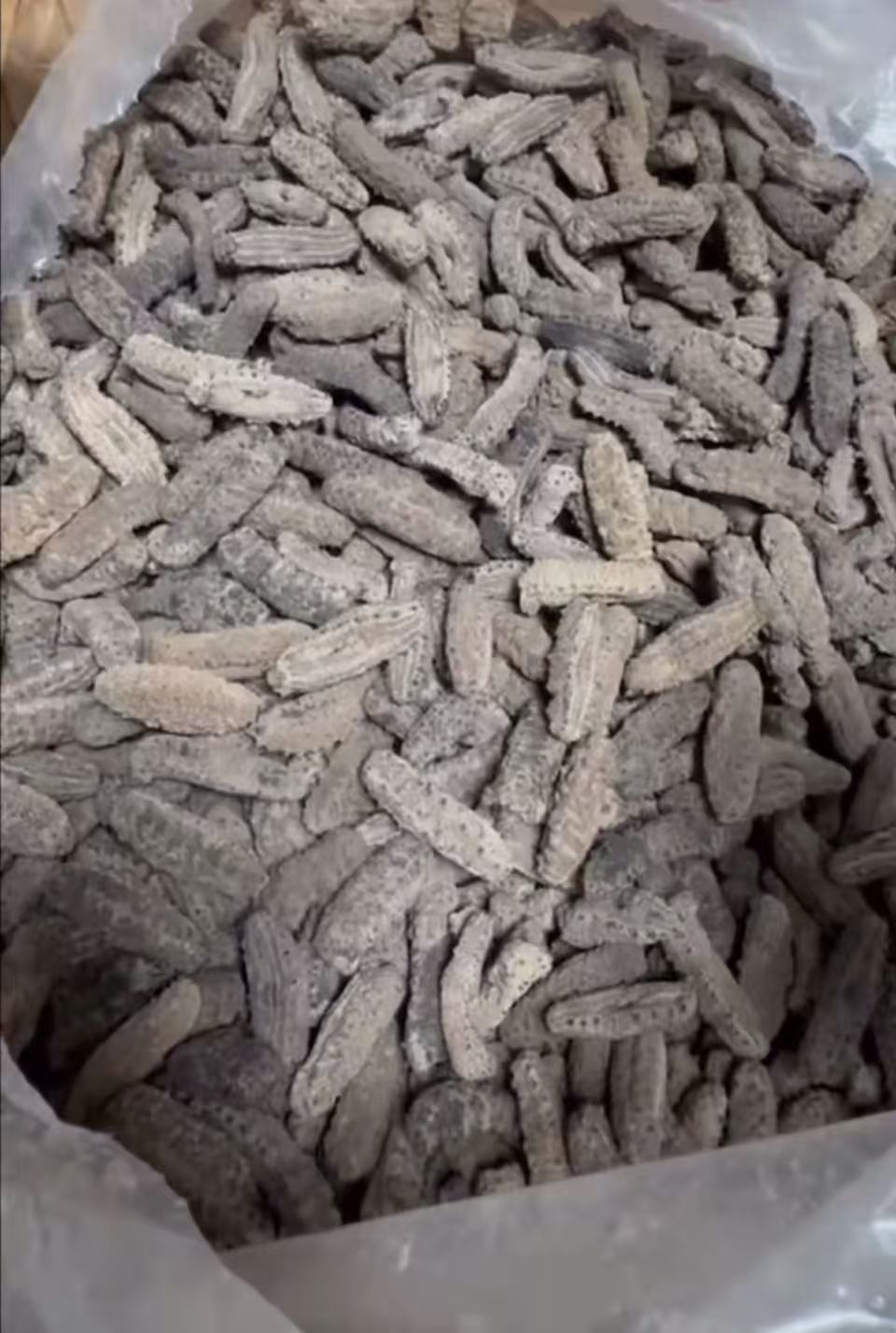 南美刺参