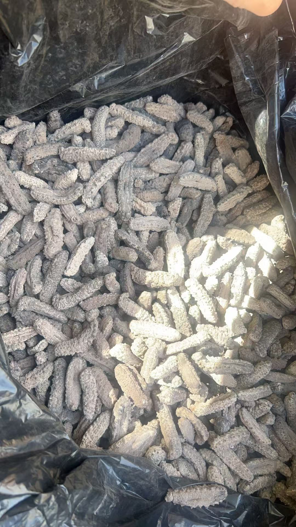 南美刺参