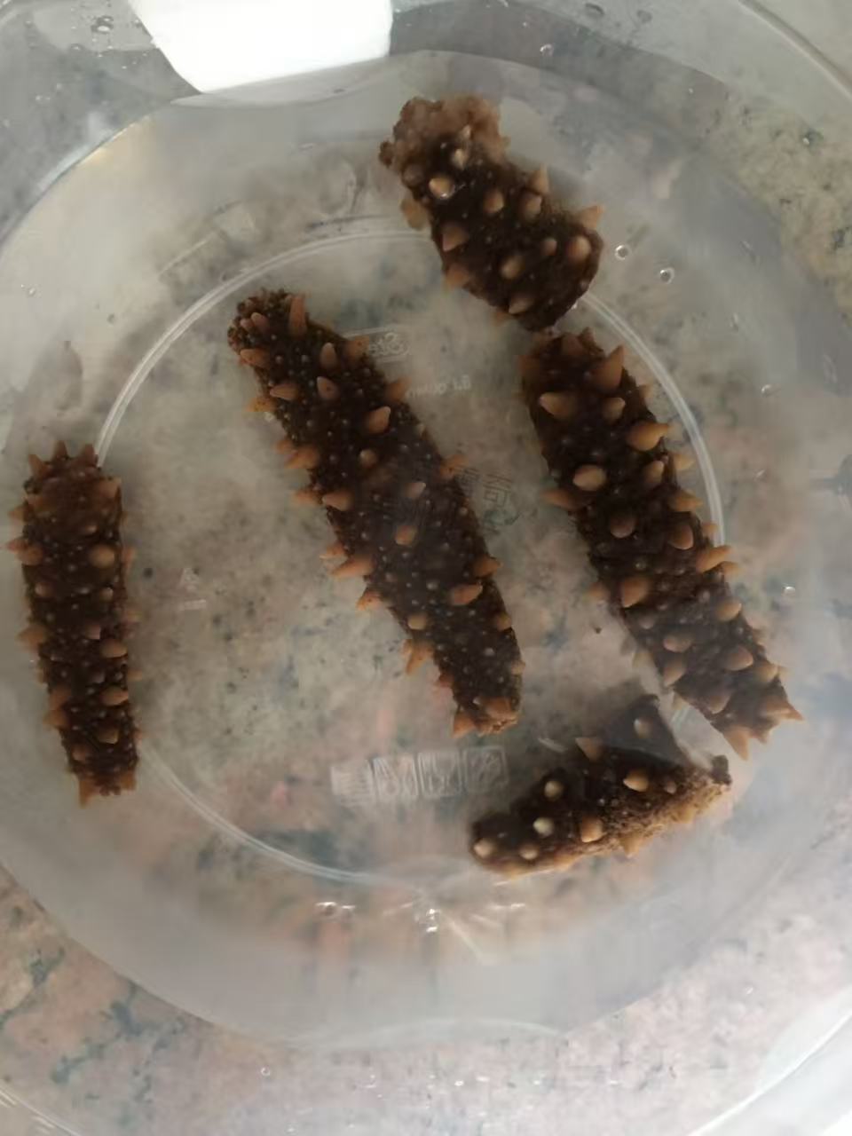 半干鲜煮红刺参