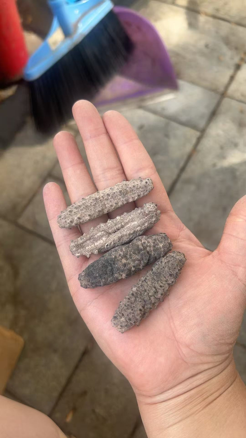南美刺参