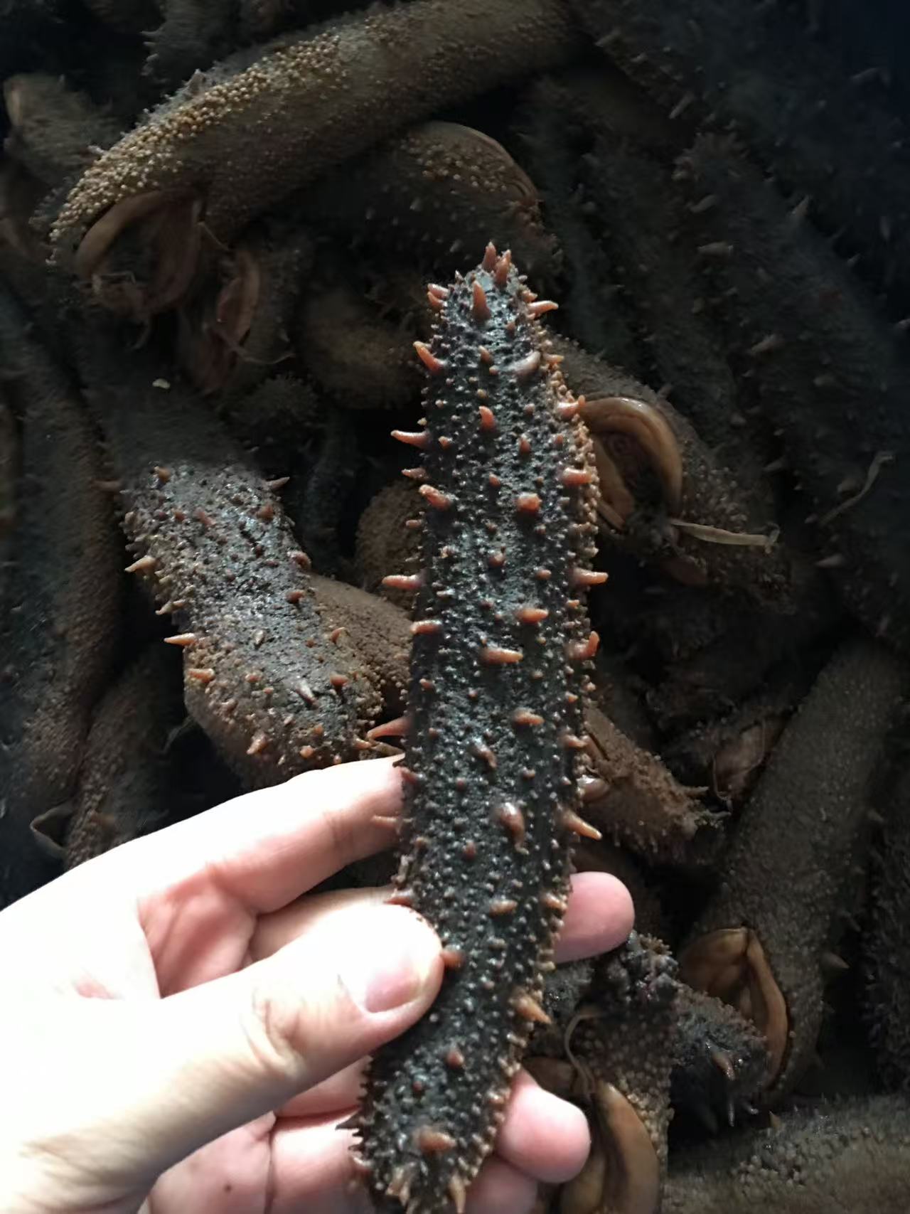 半干鲜煮红刺参