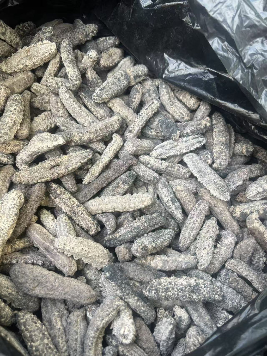 南美刺参
